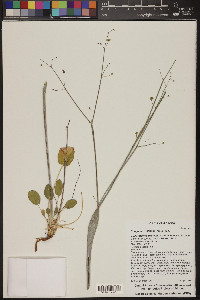 Eriogonum inflatum image