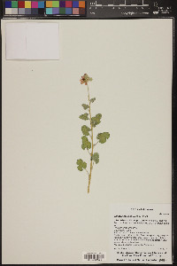 Sphaeralcea laxa image