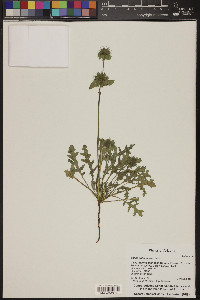 Salvia columbariae image