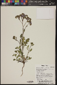 Phacelia crenulata image