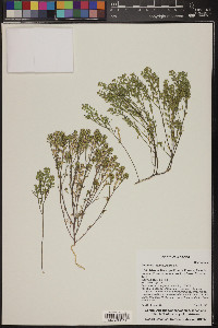 Lepidium lasiocarpum image