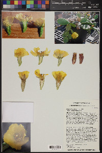 Opuntia humifusa image