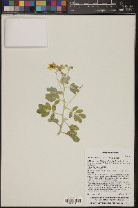 Senna covesii image