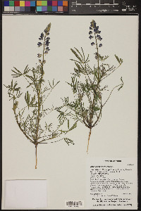 Lupinus sparsiflorus image