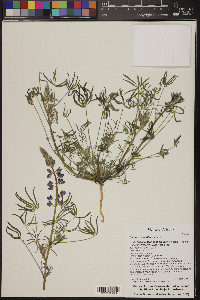 Lupinus sparsiflorus image