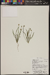 Plantago ovata image