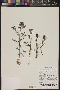 Castilleja exserta subsp. exserta image