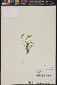 Plantago patagonica image