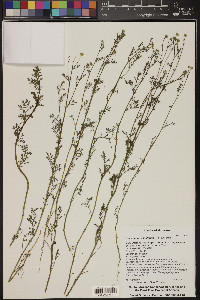 Oncosiphon pilulifer image