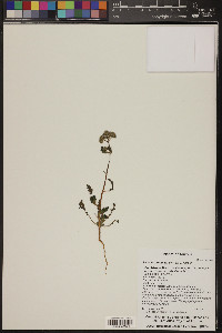 Phacelia crenulata image