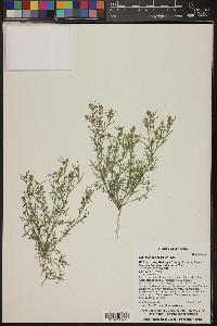 Lepidium lasiocarpum image