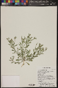 Lepidium lasiocarpum image