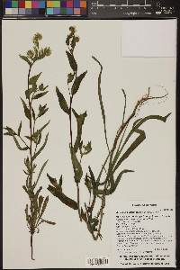 Amsinckia intermedia image