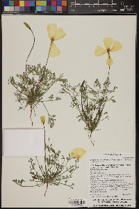 Eschscholzia californica image