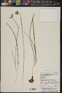 Dichelostemma capitatum image