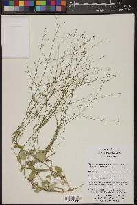 Boerhavia erecta image