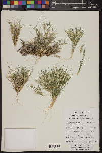 Dasyochloa pulchella image