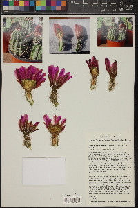 Echinocereus fendleri image