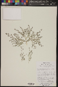 Euphorbia abramsiana image