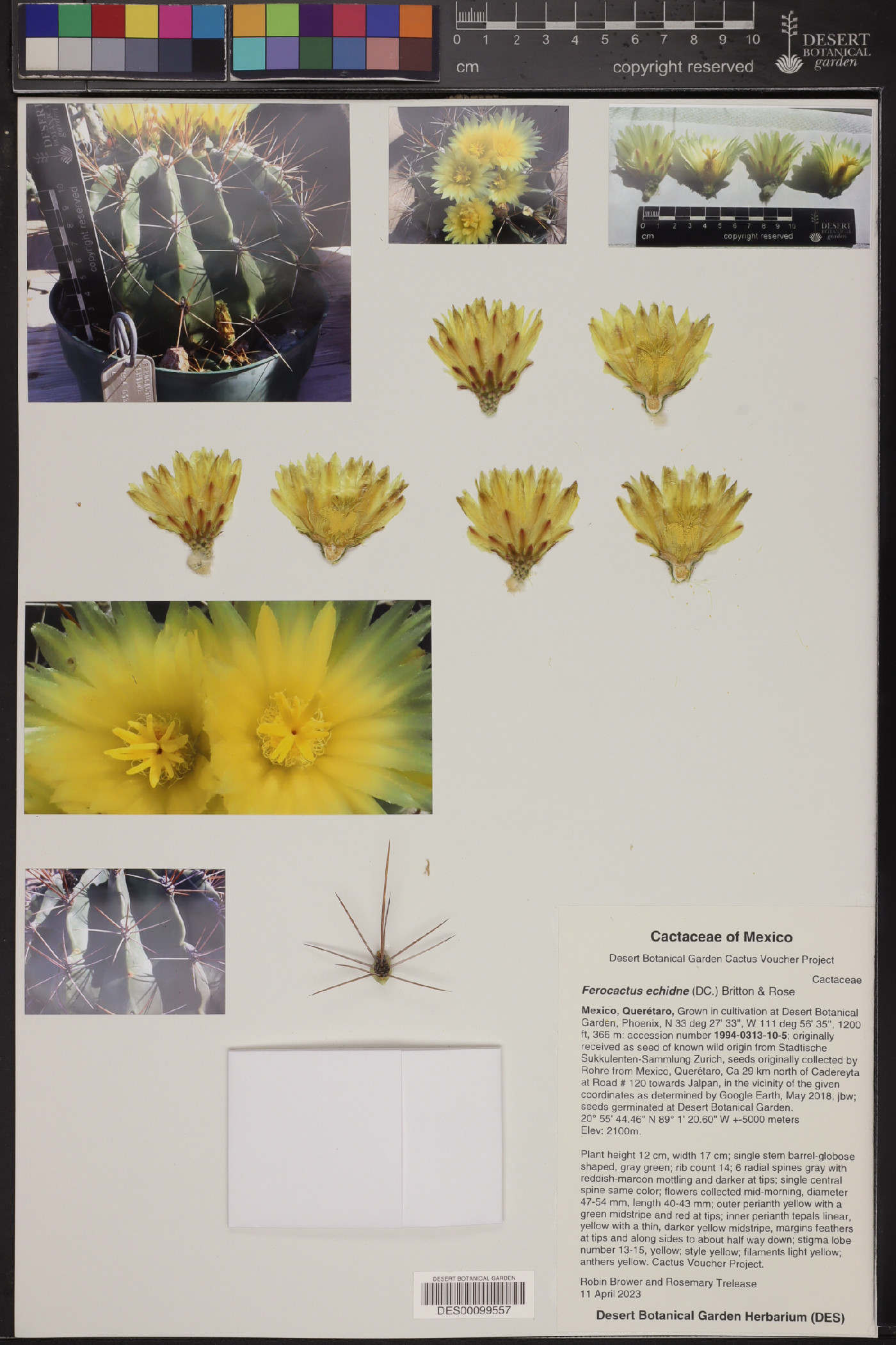 Ferocactus echidne image