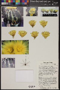 Ferocactus echidne image