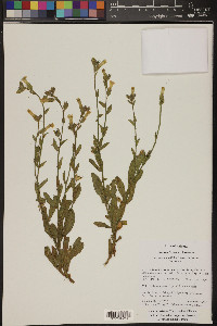 Nicotiana obtusifolia image