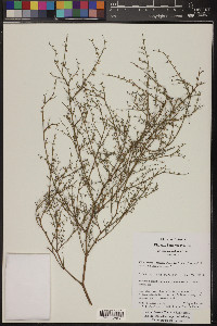 Eriogonum deflexum image