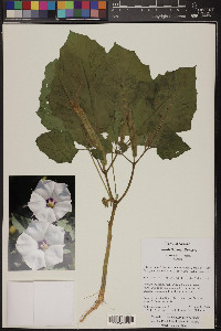 Datura discolor image