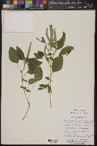 Amaranthus palmeri image