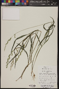 Echinochloa colona image