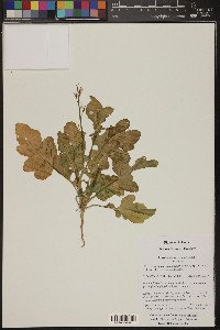 Brassica nigra image