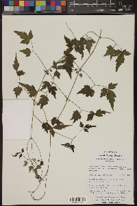 Clematis drummondii image