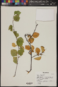 Betula occidentalis image