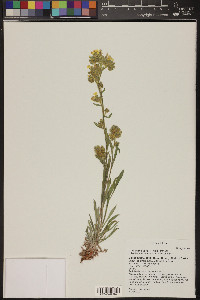 Oreocarya flava image