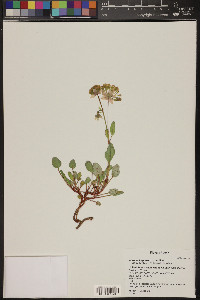 Abronia fragrans image