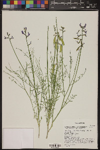 Astragalus coltonii var. moabensis image