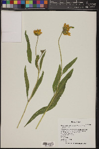 Helianthella uniflora image