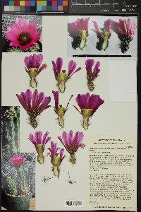 Echinocereus fendleri image