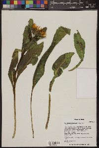 Wyethia amplexicaulis image