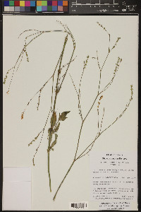 Boerhavia coulteri image