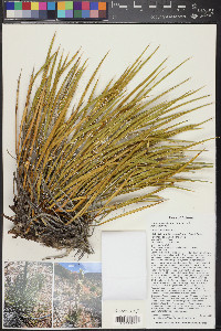 Yucca angustissima image