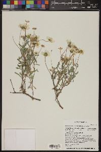 Melampodium leucanthum image