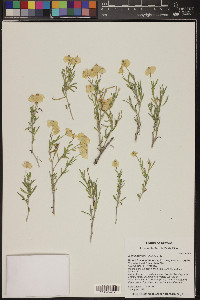 Zinnia acerosa image