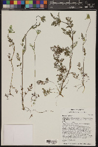 Daucus pusillus image