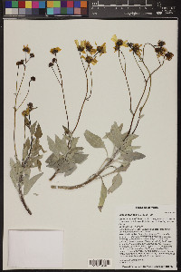 Encelia farinosa image