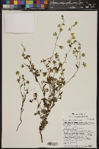 Emmenanthe penduliflora image