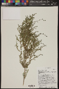 Galium stellatum image