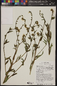 Amsinckia menziesii image