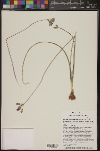 Dichelostemma capitatum image