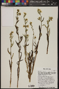 Amsinckia menziesii image